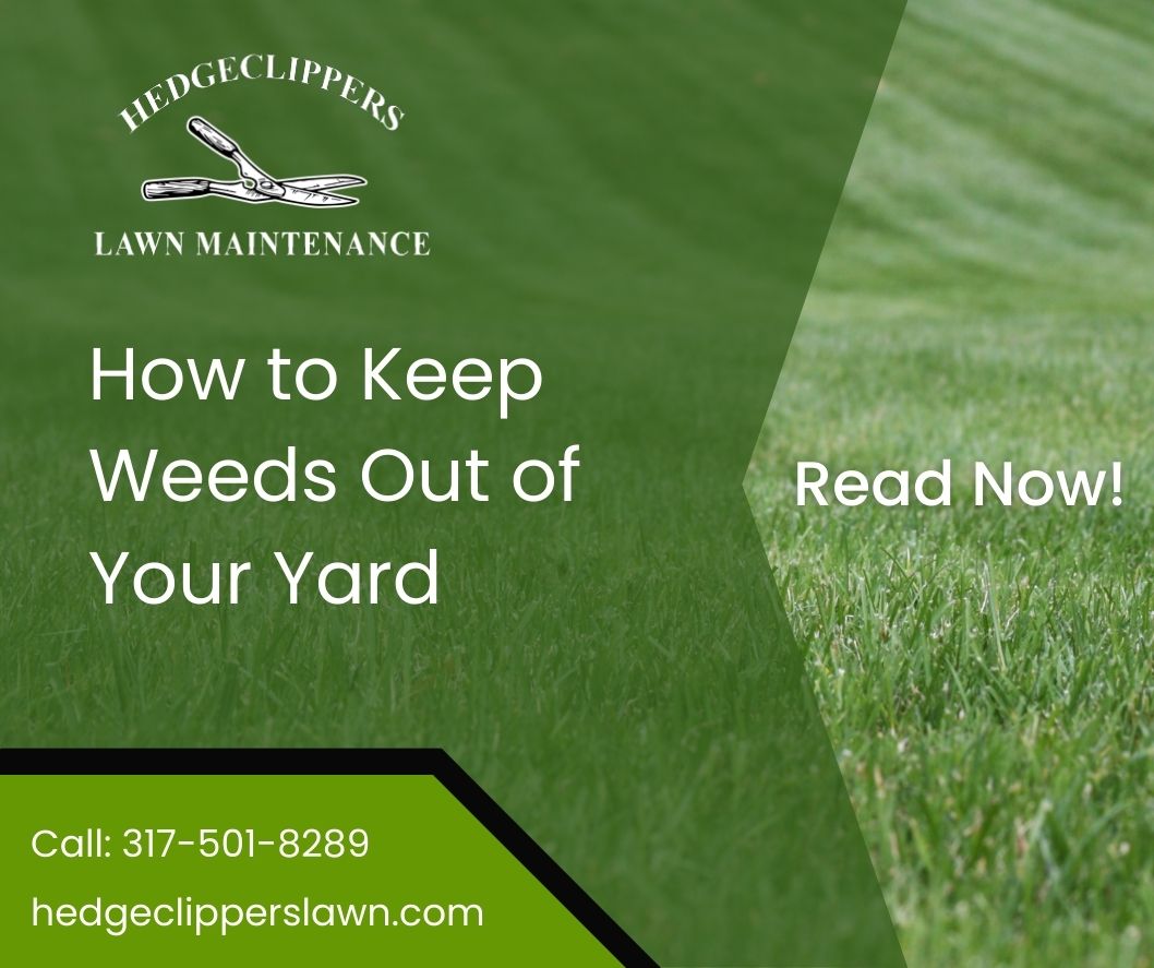 How To Keep Weeds Out Of Your Yard